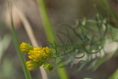 Galatella linosyris