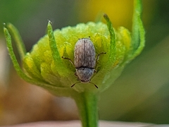 Curculionoidea