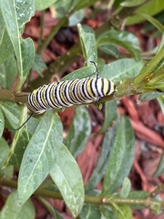 Danaus plexippus