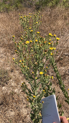 Heterotheca grandiflora