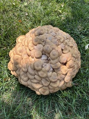 Desarmillaria