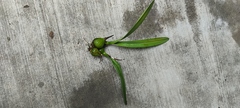 Encyclia meliosma