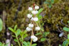 Pyrola media