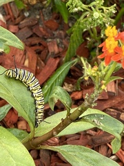 Danaus plexippus