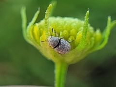 Curculionoidea