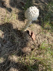 Amanita magniverrucata