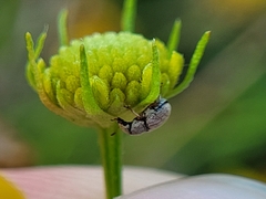 Curculionoidea