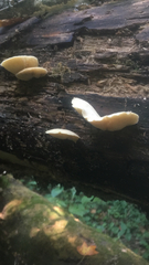 Pleurotus