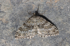 Entephria caesiata