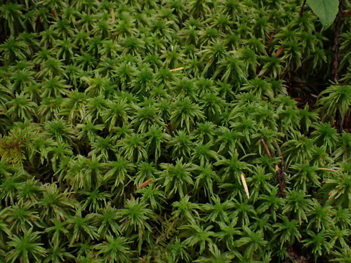 Image of Sphagnum rubiginosum by no rights reserved