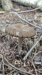 Lactifluus gerardii