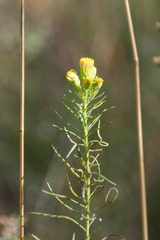 Galatella linosyris