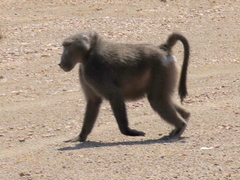 Papio ursinus ursinus