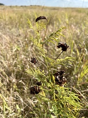 Desmanthus illinoensis