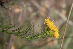 Galatella linosyris