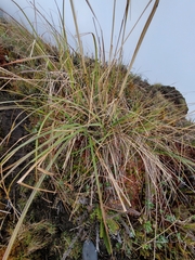 Cortaderia nitida