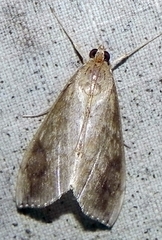 Evergestis rimosalis