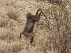 Papio ursinus ursinus