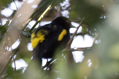 Cacicus chrysopterus