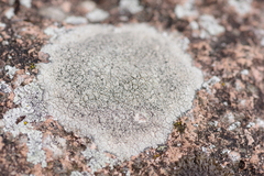 Lecanora campestris