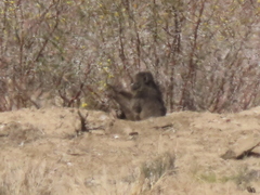 Papio ursinus ursinus