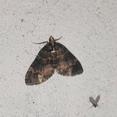 Larentiinae
