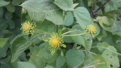 Otopappus epaleaceus