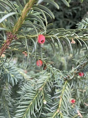 Taxus baccata