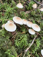 Mycena