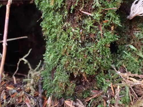 Image of Tetraphis geniculata by no rights reserved