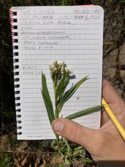 Baccharis salicifolia