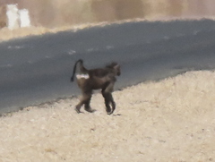 Papio ursinus ursinus