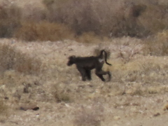 Papio ursinus ursinus