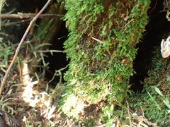 Tetraphis geniculata