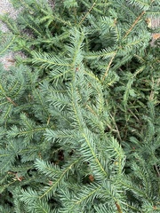 Taxus baccata