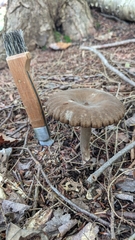 Lactifluus gerardii