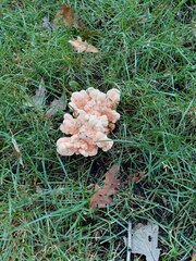 Laetiporus cincinnatus