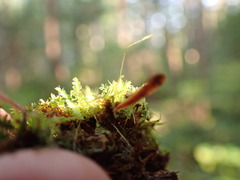 Tetraphis geniculata