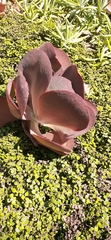 Kalanchoe thyrsiflora