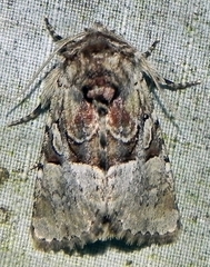 Meropleon diversicolor