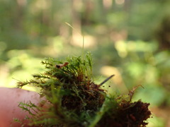 Tetraphis geniculata