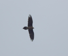 Gypaetus barbatus
