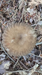 Lactifluus gerardii