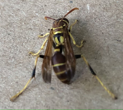 Mischocyttarus mexicanus