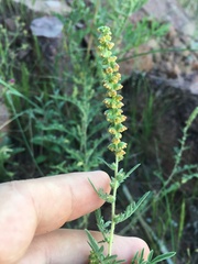 Ambrosia acanthicarpa