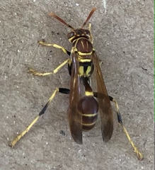 Mischocyttarus mexicanus