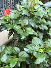 Malvaceae