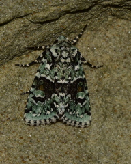 Lacinipolia implicata