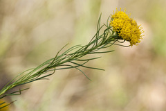 Galatella linosyris