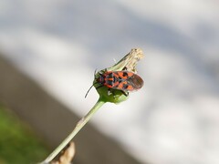 Spilostethus saxatilis